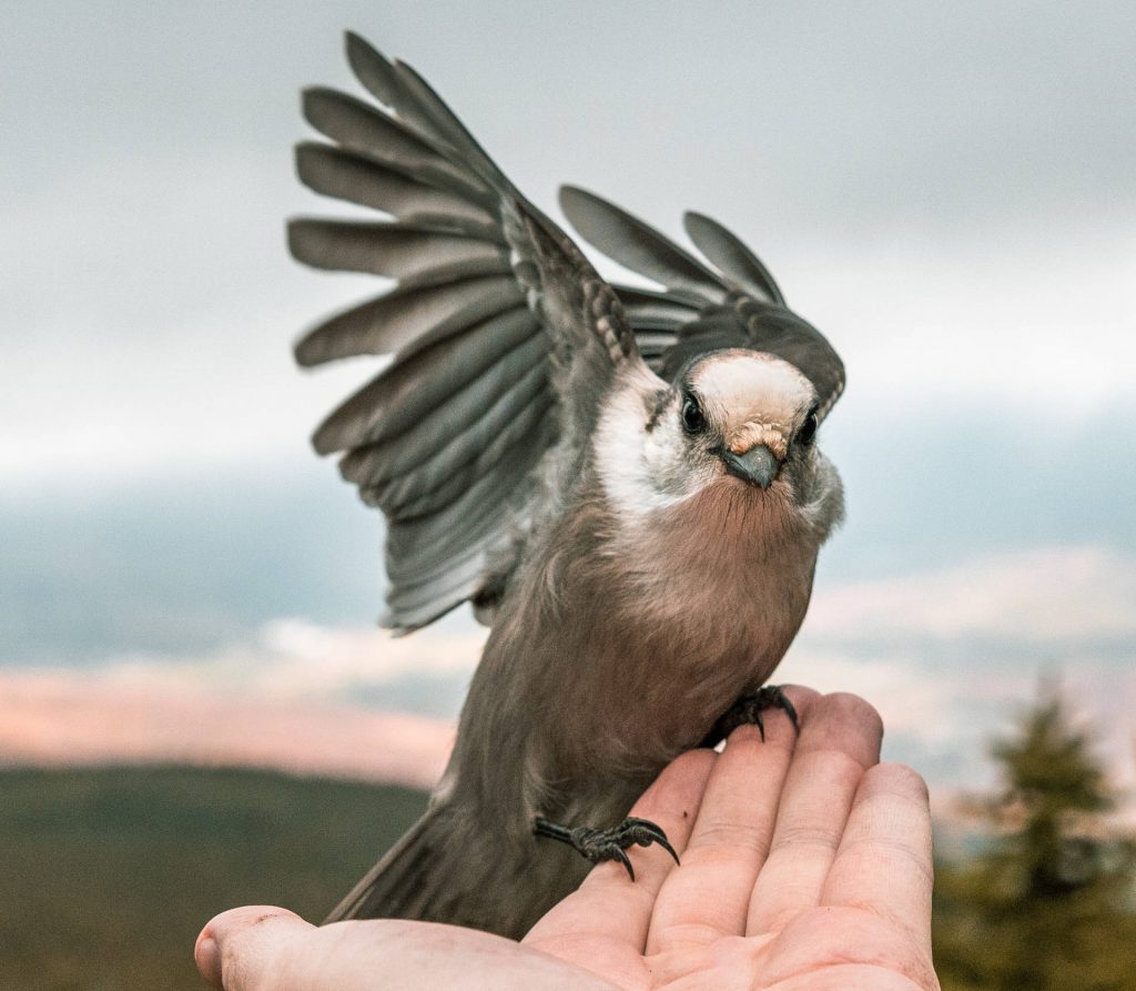 Bird landing in a hand - Hold Me Jesus Cover