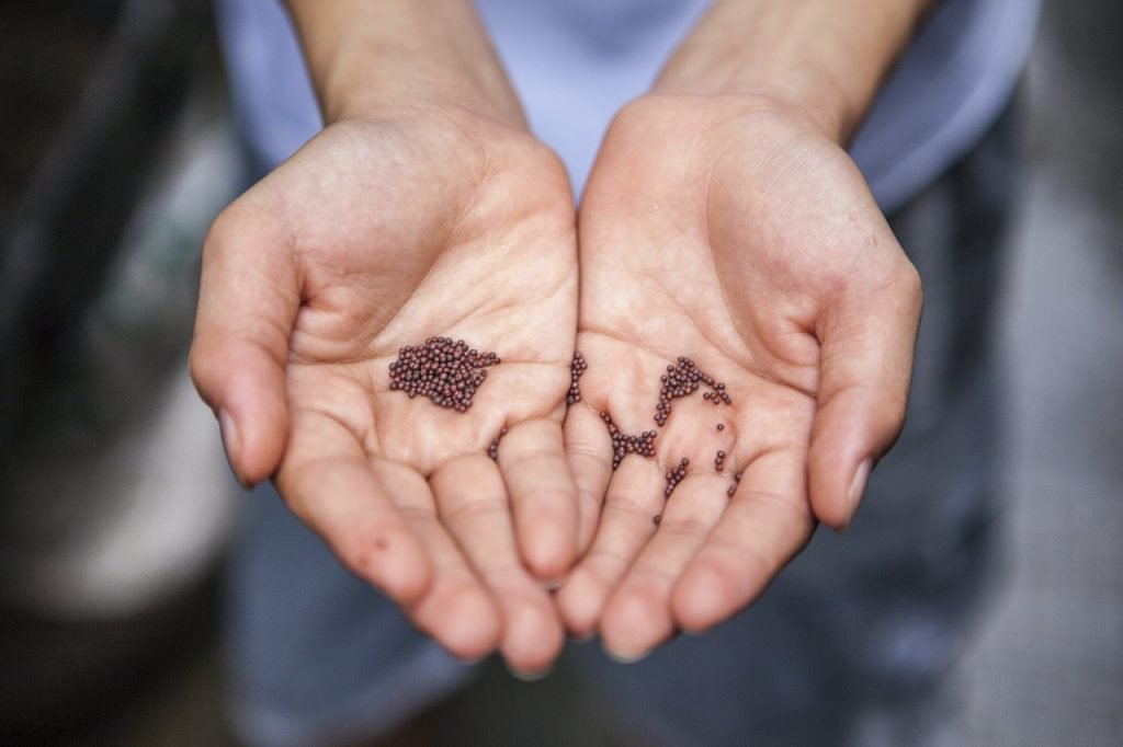 Hands holding seeds