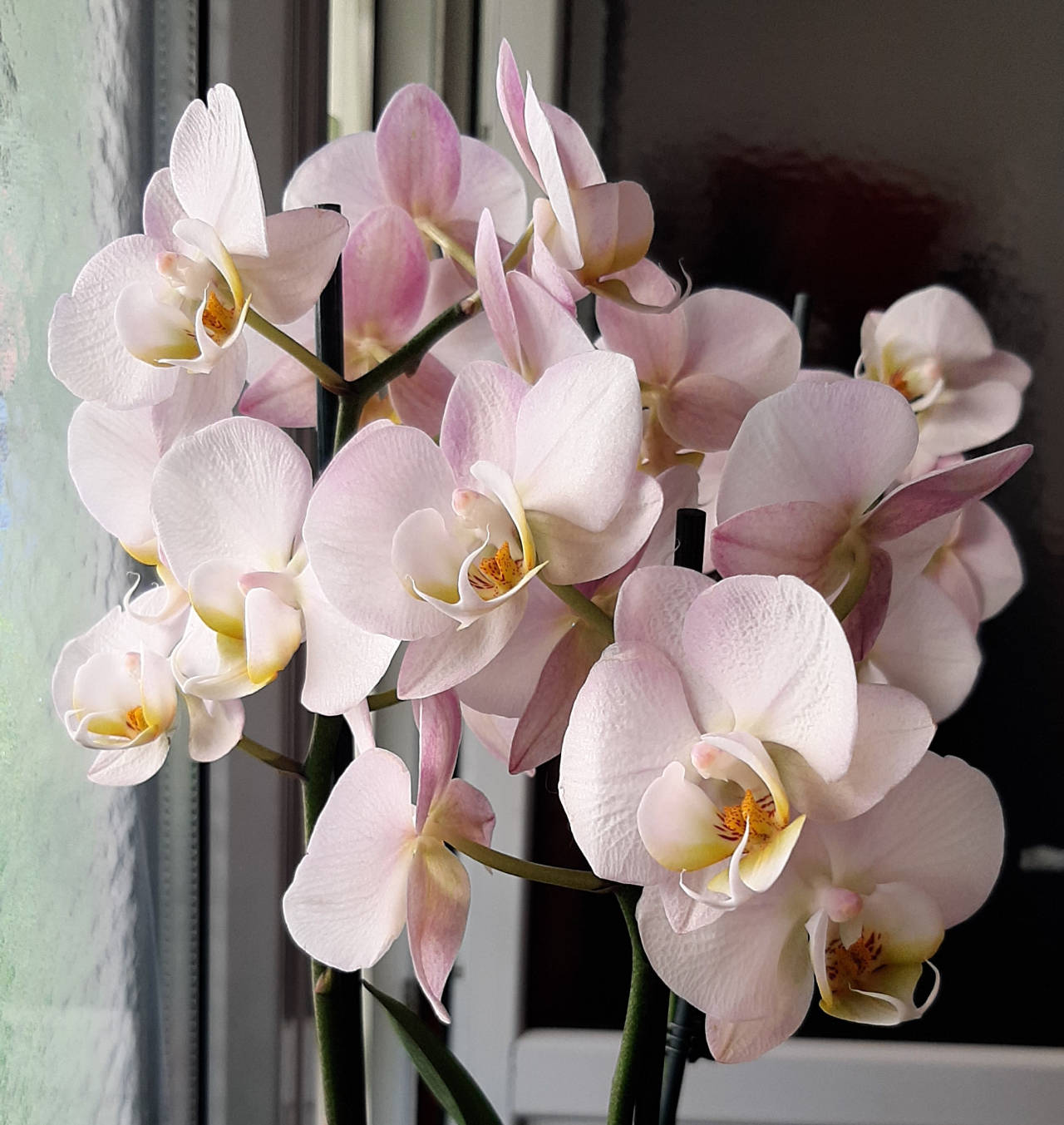 orchid_rsz