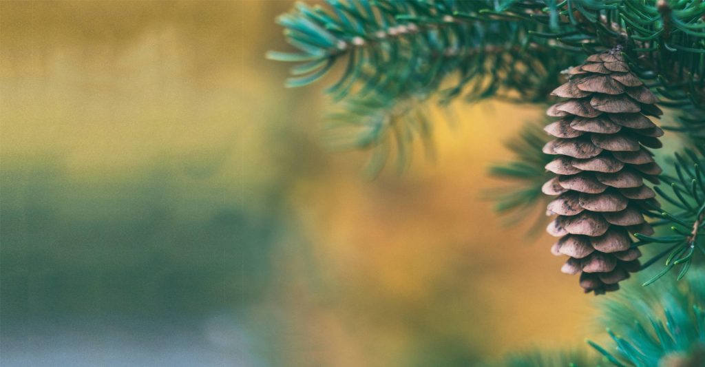 Pine cone on a tree