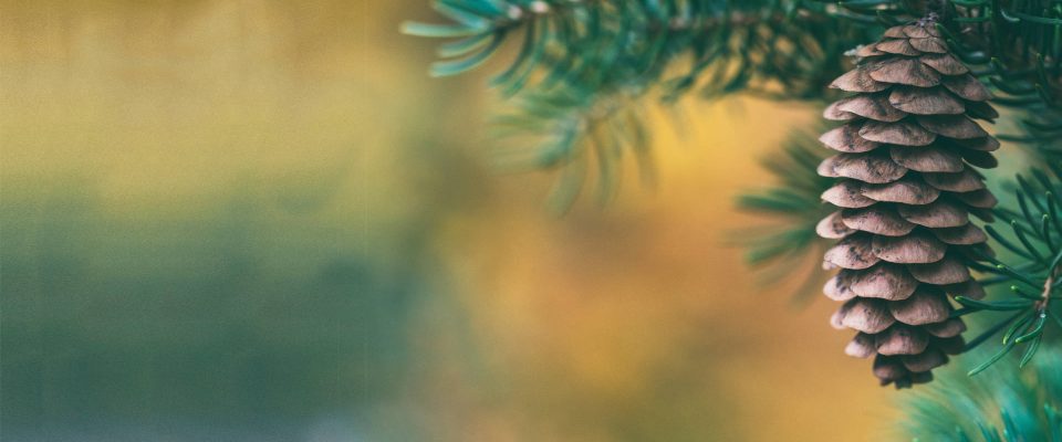 Pine cone on a tree