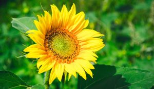 Pretty yellow flower