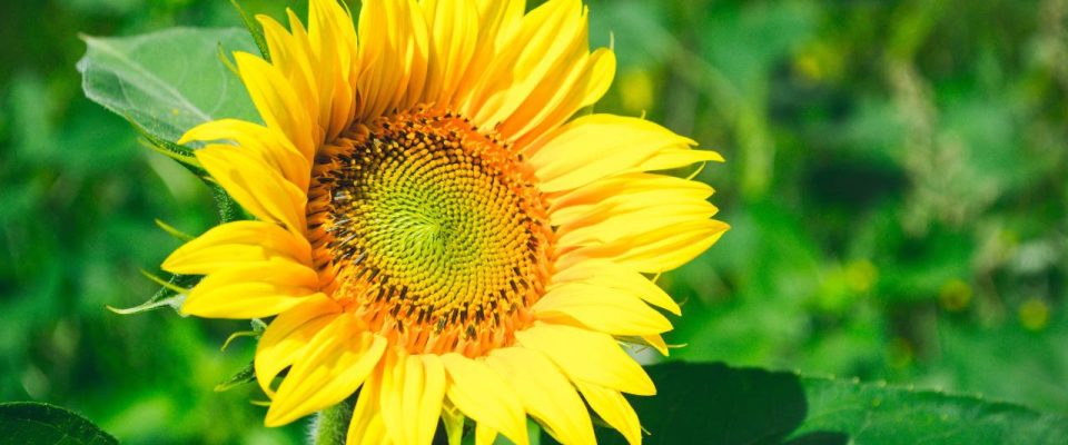 Pretty yellow flower