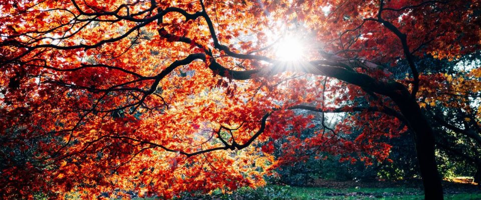 Fall Leaves
