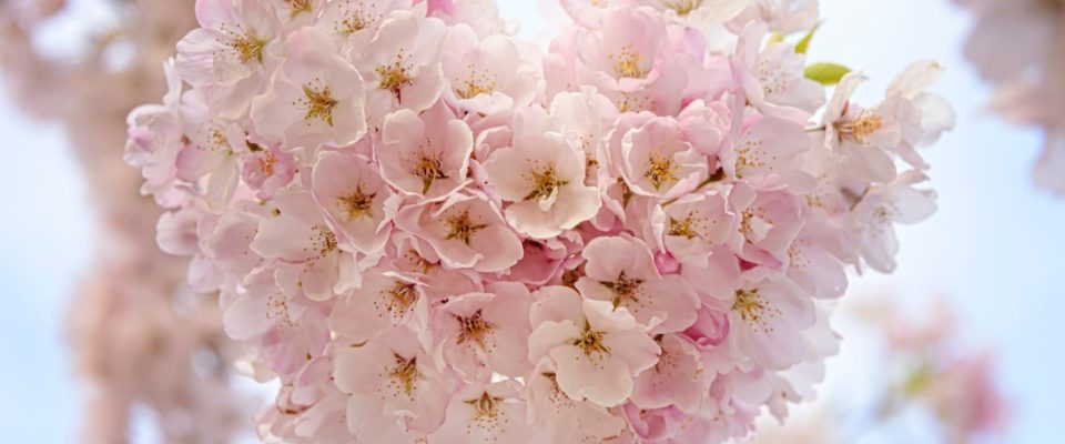 Roses in the shape of a heart.