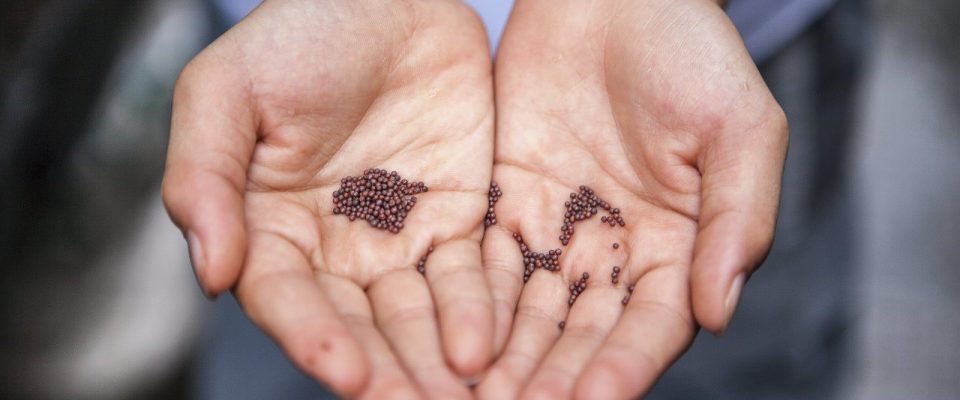 Hands holding seeds