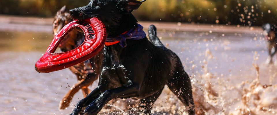 Dogs Playing in the Water