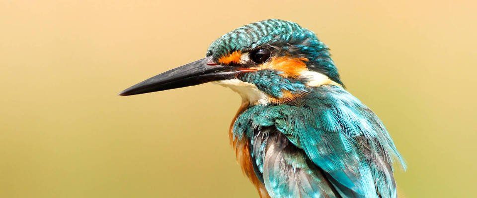 Bird - Song Poem
